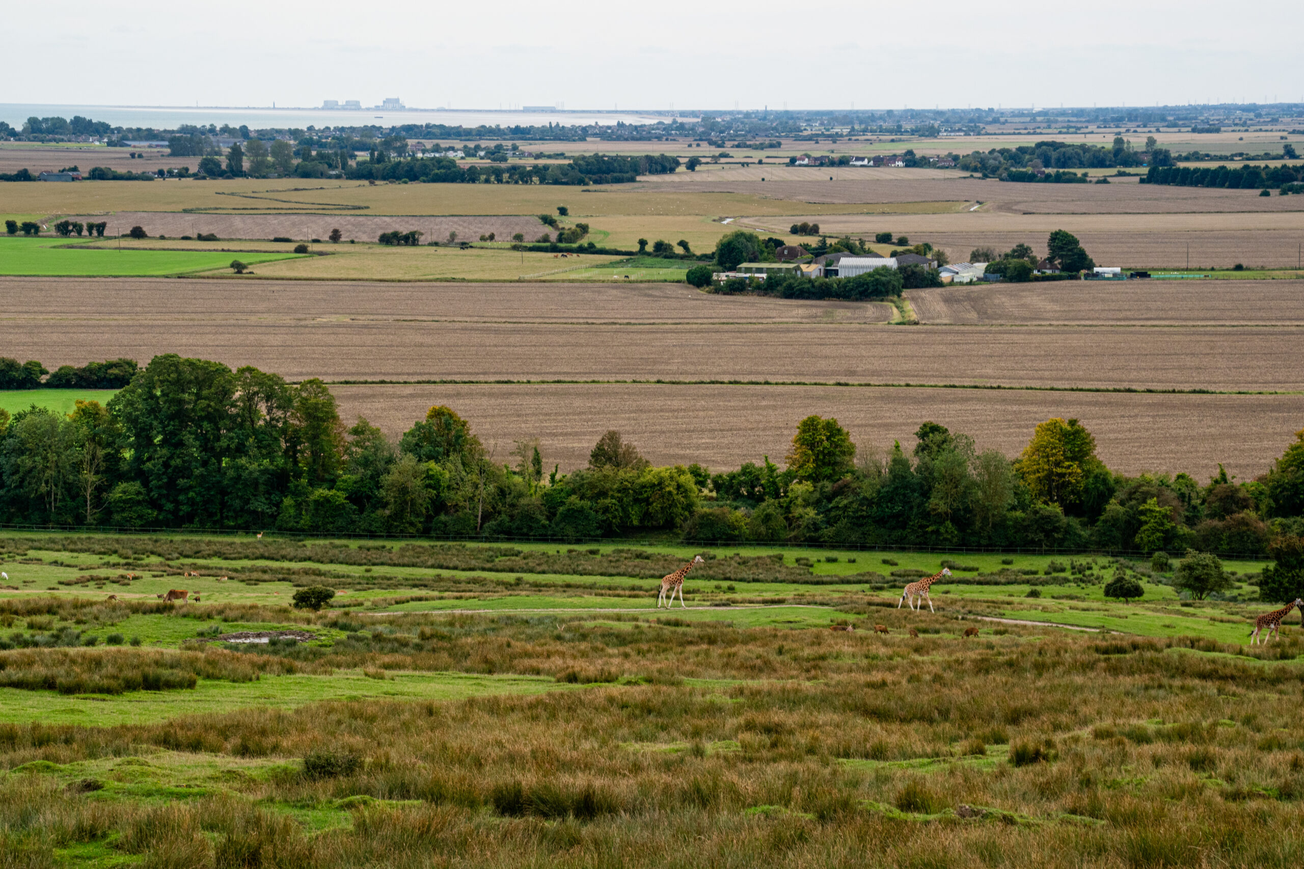 Kent countryside, the views from the trucks on uk safari at Port Lympne