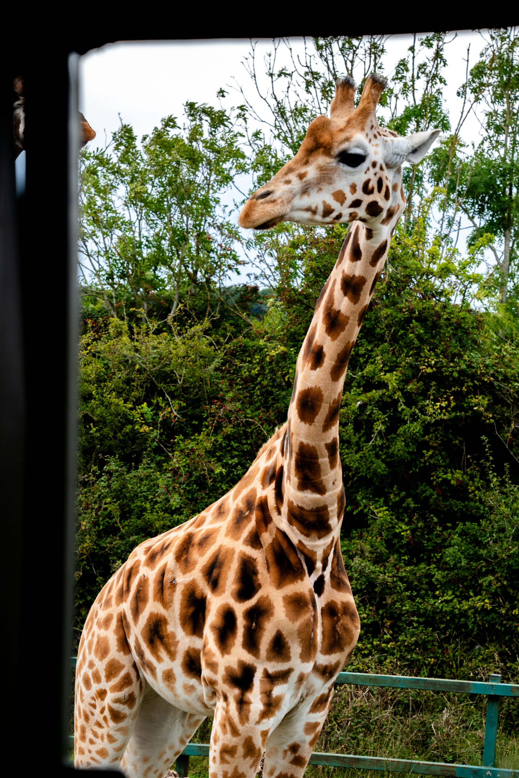 Safari giraffe roaming at Port Lympne Reserve in Kent during a unique wedding day experience, documentary wedding photographer capturing the unique wedding experience